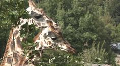 Zoo Jihlava má nové žirafy. Přivítání sledovaly stovky návštěvníků