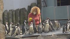 V Česku se uvolní opatření. Obchody i zoo se připravují na otevření