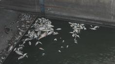 Kvůli sinicím uhynuly v Dyji desítky tun ryb. Je to katastrofa, říkají rybáři