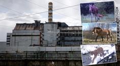 Uzavřená zóna kolem zamořeného Černobylu překypuje životem!