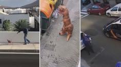 Zákaz vycházení, ven jen s mazlíčkem! Španělé tak venčí rybičky i slepici! VIDEO