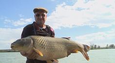 Na Moravě vytáhl z rybníka rekordního kapra - 29 kilogramů!