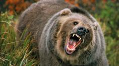 VIDEO: Nerybařte v mé řece. Medvěd grizzly se rozeběhl proti týmu hokejistů
