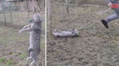 VIDEO: Kluk týral kočku, skoro ji oběsil! Byla to jen hra, tvrdí rodina