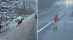 VIDEO: Českolipští policisté chytali klokana Kevina. Pořádně se zapotili