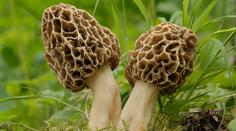 Rostou u vás na zahradě smrži? Houbám se daří a můžete na nich dost vydělat