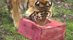 Vánoce mají i zvířata v zoo, takhle si dárky rozbalili tygři! VIDEO