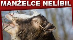 Sex s kozou se manželce nelíbil