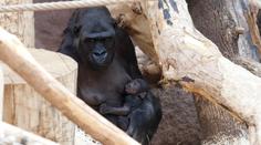 Pražská zoo: Moja žárlí, Tatu je přepadlý