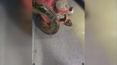 Na život a na smrt. Takto vypadá souboj s 6 metrů dlouhou krajtou