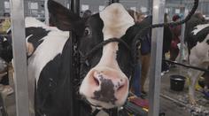 Zemědělci bijí na poplach kvůli cenám. Požadují mimořádné jednání vlády