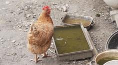 Zvrat v opatřeních proti ptačí chřipce. Veterinární správa je ruší