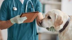 Klíšťata šíří novou psí nemoc. Labradora zabila za 5 dní, lék v Česku není