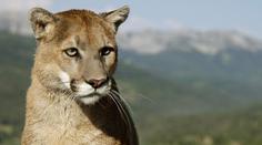 Puma v moravském pohraničí znovu zabíjela. NOVÉ VIDEO