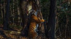 Fotografie tygra ussurijského zvítězila v soutěži o nejlepšího fotografa přírody
