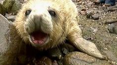 VIDEO: Lov tuleně v jihlavské zoo skončil zásahem veterináře