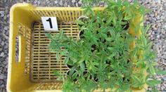 Za pěstování konopí šest let, potvrdil ÚS. Původně muž dostal podmínku