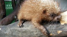 Ve zlínské zoo mají vzácný přírůstek - mládě kuandu obecného