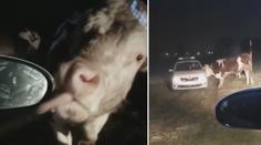 VIDEO: Strážníci jako kovbojové. V Pardubicích pomáhali nahánět krávy