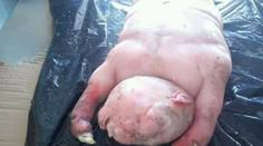Je to ovce, nebo člověk?! Vesničany vyděsil jehněčí mutant