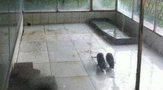 VELKÝ PODVOD V ZOO: Místo exotických zvířat byly v klecích krysy a lišky