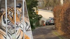 Útok tygra v Česku: Ruku pokousané ženy se nepodaří zachránit!