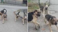 Lidé z obce u Prahy žijí ve strachu! Na ženu zaútočila psí smečka. VIDEO