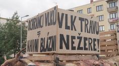 Další útok vlků. Zvířata roztrhala desítky ovcí, nebojí se chodit ani do centra obcí