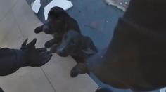Z očí jim koukalo zoufalství. Policista zachránil labradory ze zamrzlého rybníka