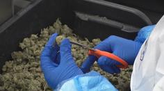 Chystá se legalizace marihuany. Přesvědčili jsme zbytek vlády, hlásí Piráti