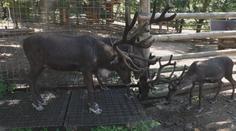 Vedra trápí i zvířata v zoo. S horkem jim pomáhají rosicí sprchy