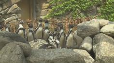 Tučňáci ve zlínské zoo dostali nový výběh. Okamžitě si ho oblíbili