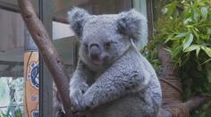 Koaly má chránit národní park v Sydney. Mohou přijít o domov, bojí se odborníci