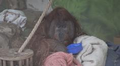 Ústecká zoo nechová zvířata tak, jak by měla. Asociace hrozí uzavřením