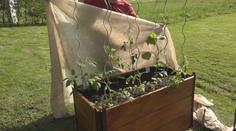 Tři zmrzlí jsou tady. Zahrádkáři mají strach z návratu mrazíků