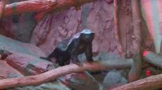 Medojed si troufne i na lva! Pár odvážlivců mají v olomoucké zoo
