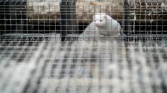 Ptačí chřipka začala zabíjet už i norky. Vědci se bojí přenosu na člověka
