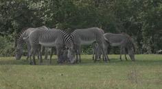 Řev lvů i brblání hrochů. V Safari Parku Dvůr Králové můžete zůstat do noci