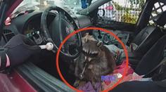 VIDEO: Mýval na drogách? Policie nevěřila svým očím, když viděla zvíře s dýmkou na pervitin
