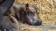 Zoo Dvůr Králové hlásí dva vzácné přírůstky. Hrocha a kriticky ohroženou žirafu