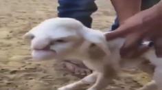 Narodilo se jehně s lidskou tváří! Koho vám připomíná? VIDEO