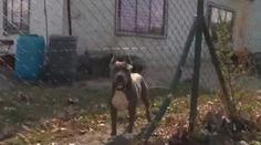 Muž útočil na psa souseda! Stříkal ho pepřovým sprejem do očí