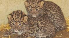 Mláďata levhartů v olomoucké zoo se mají čile k světu. Jejich pohlaví se ale zatím neví