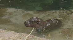 V americké zoo mají vzácný přírůstek. Ale je to pěkný strašpytel!