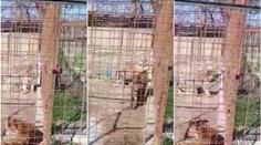 Ženu v zoo na Slovensku napadl tygr! Do klece strčila ruku. VIDEO