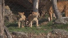 Zlínská zoo má nové tři přírůstky. Po šedesáti letech se raduje z mláďat lvů