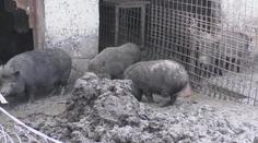 Prasata změnila život na vesnici v peklo! Obyvatelé si nevědí rady