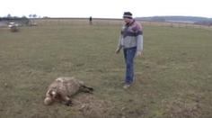 Psi roztrhali ovce, přežil jen beran. Kdy zaútočí zase?