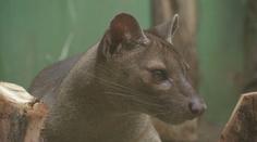 Zoo Praha přivítala nové obyvatele: Šelmy fosa. Vrátil se i ztracený fenek