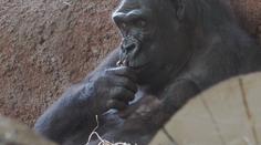 V pražské zoo se narodilo další gorilí mládě. Jméno vybere slavná primatoložka